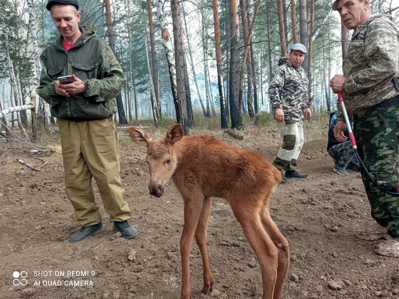 Во время лесного пожара спасены два молодых лосенка.